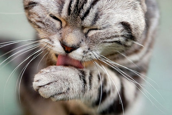 gatto con zampa in bocca