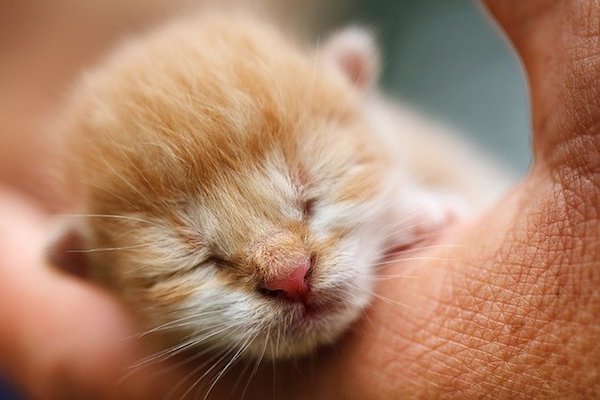 cucciolo gatto con occhi ancora chiusi