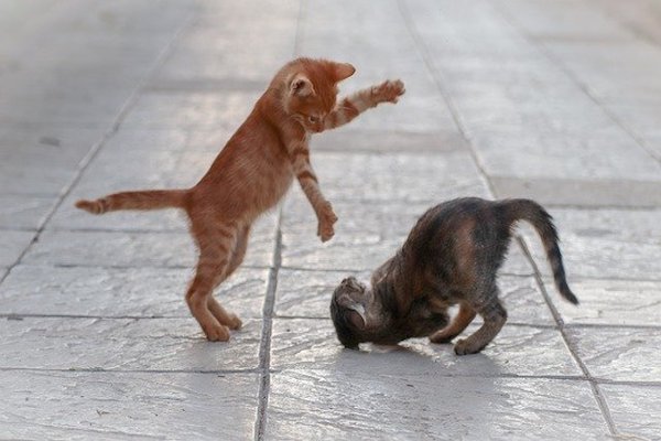 gattino che gioca con fratellini