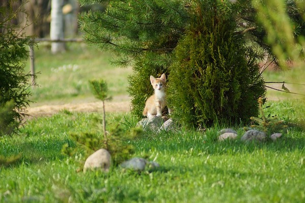 gattino pronto a seguirci