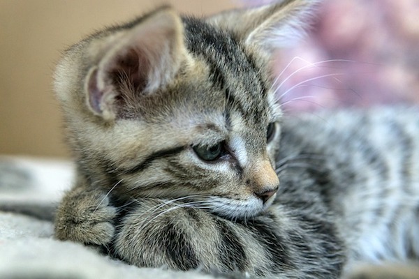 gattino cerca le coccole e segue il padrone