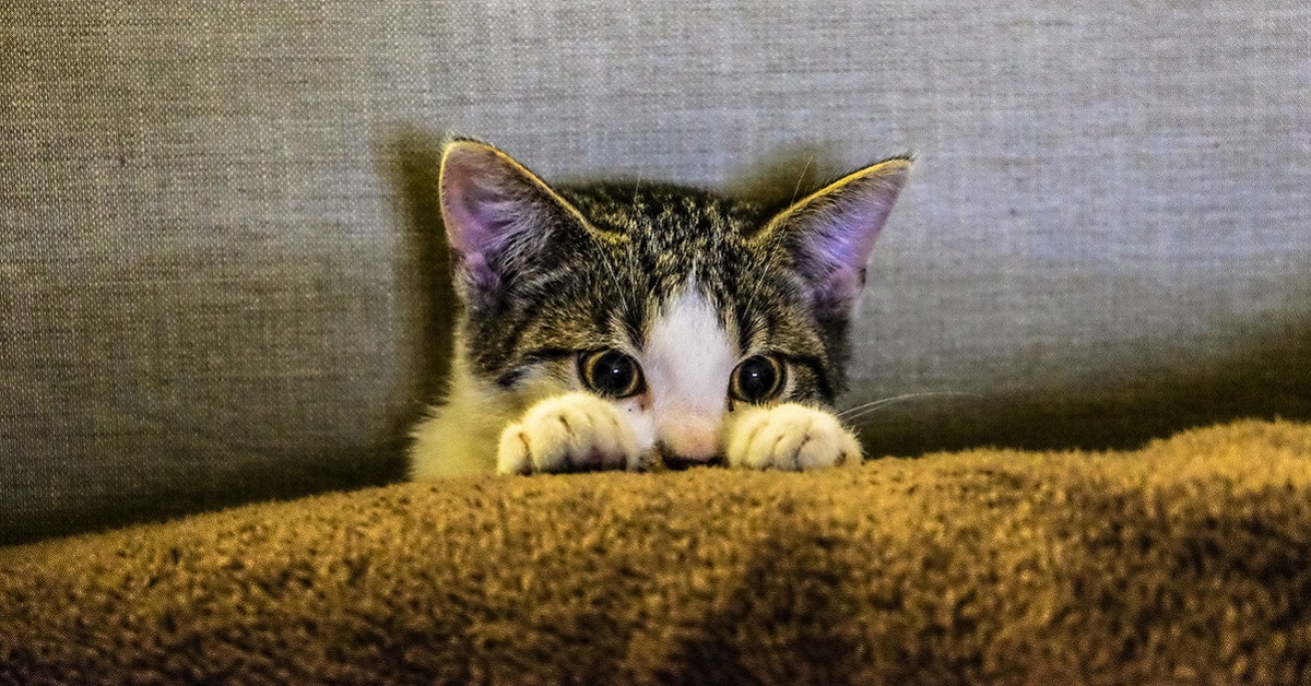 Gattino si nasconde sempre, cosa significa? Scopriamo i motivi