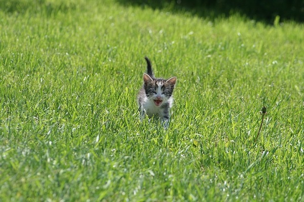 gattino che corre in giardino