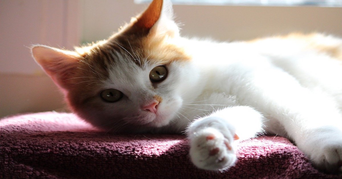 Gattino sordo: come si capisce e come prendersene cura
