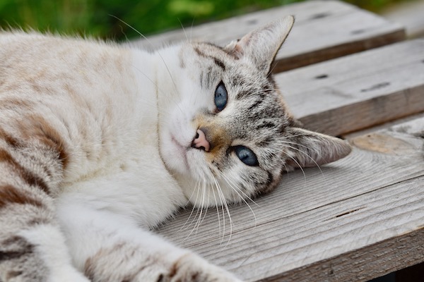 Gatto che sta a pancia in su