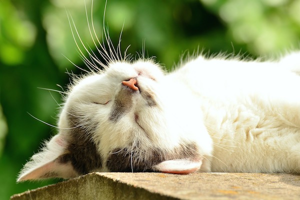 Gatto che dorme a pancia in su