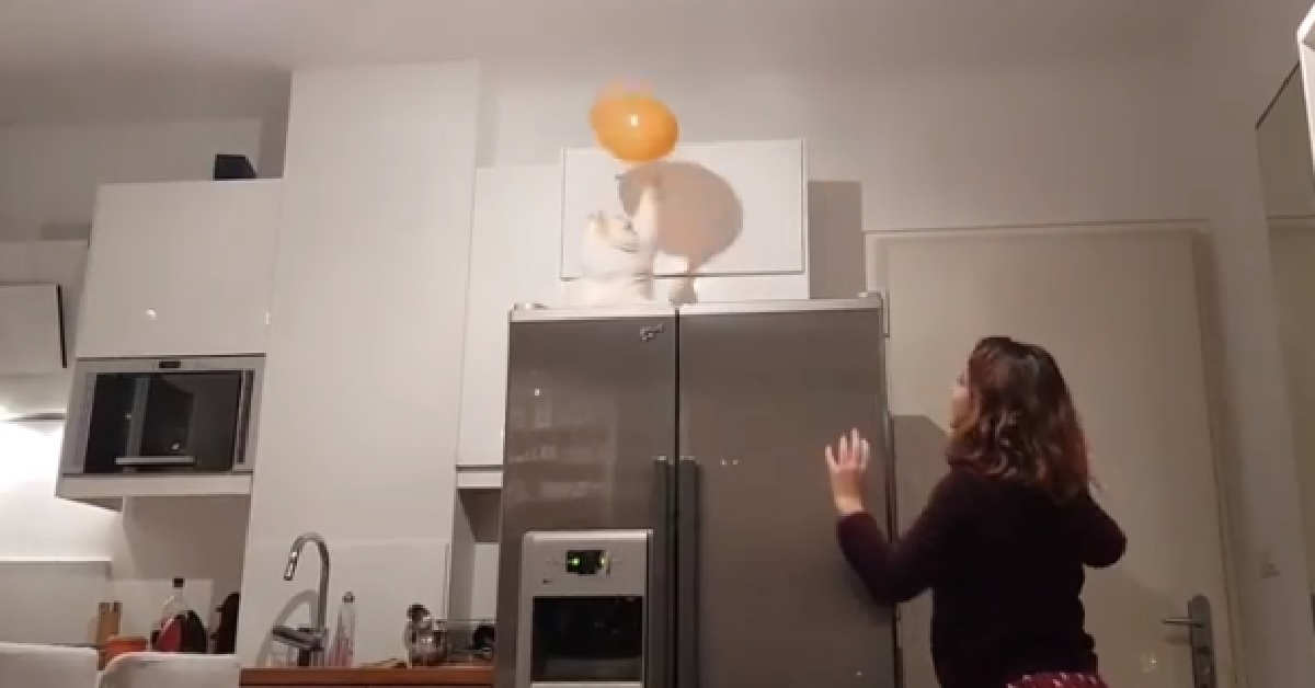 Gatto e proprietaria giocano a non far cadere il pallone (VIDEO)
