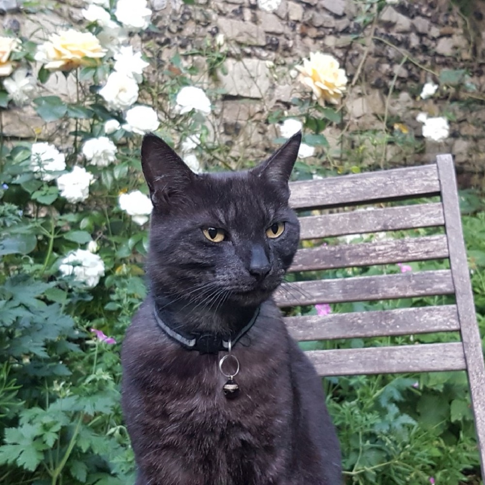 gatto leo popolare social messa