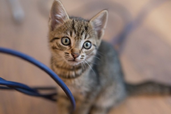 gattino incuriosito da cavi elettrici