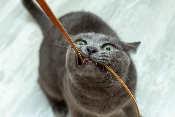 gatto gioca con cavo elettrico