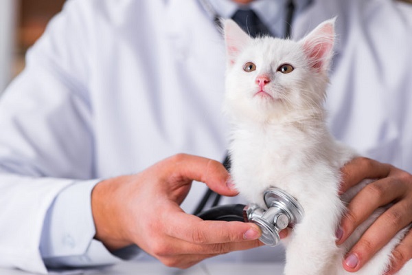 veterinario visita gattino