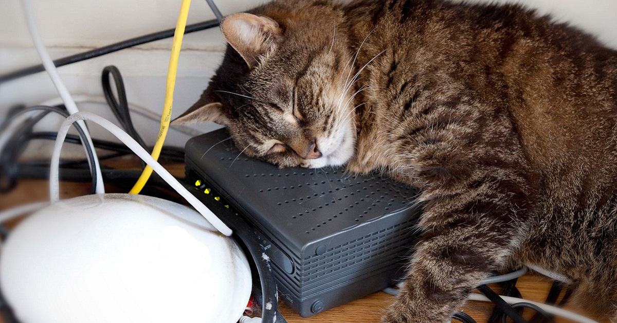 gatto dorme tra cavi elettrici