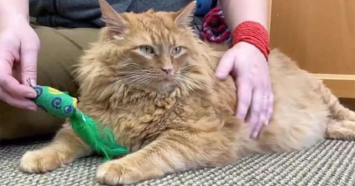 Il rifugio accoglie il gatto più grande che abbiano mai visto (VIDEO)