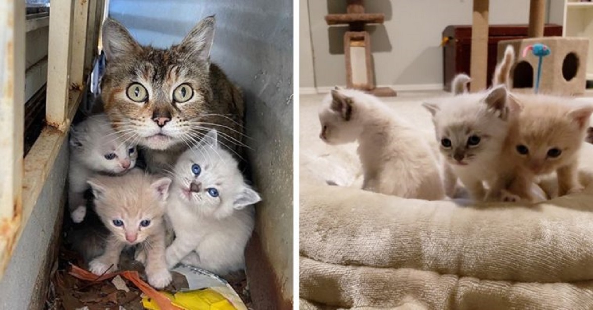 Il salvataggio di mamma Remony e dei suoi gattini (VIDEO)