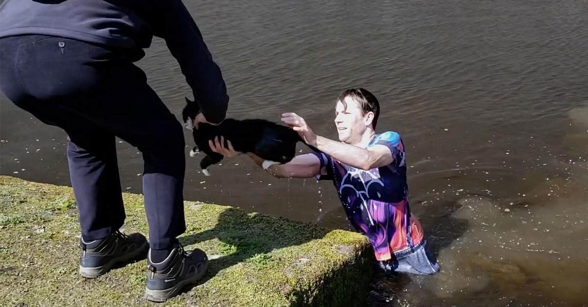Il salvataggio di un gatto impaurito finito nell’acqua (VIDEO)