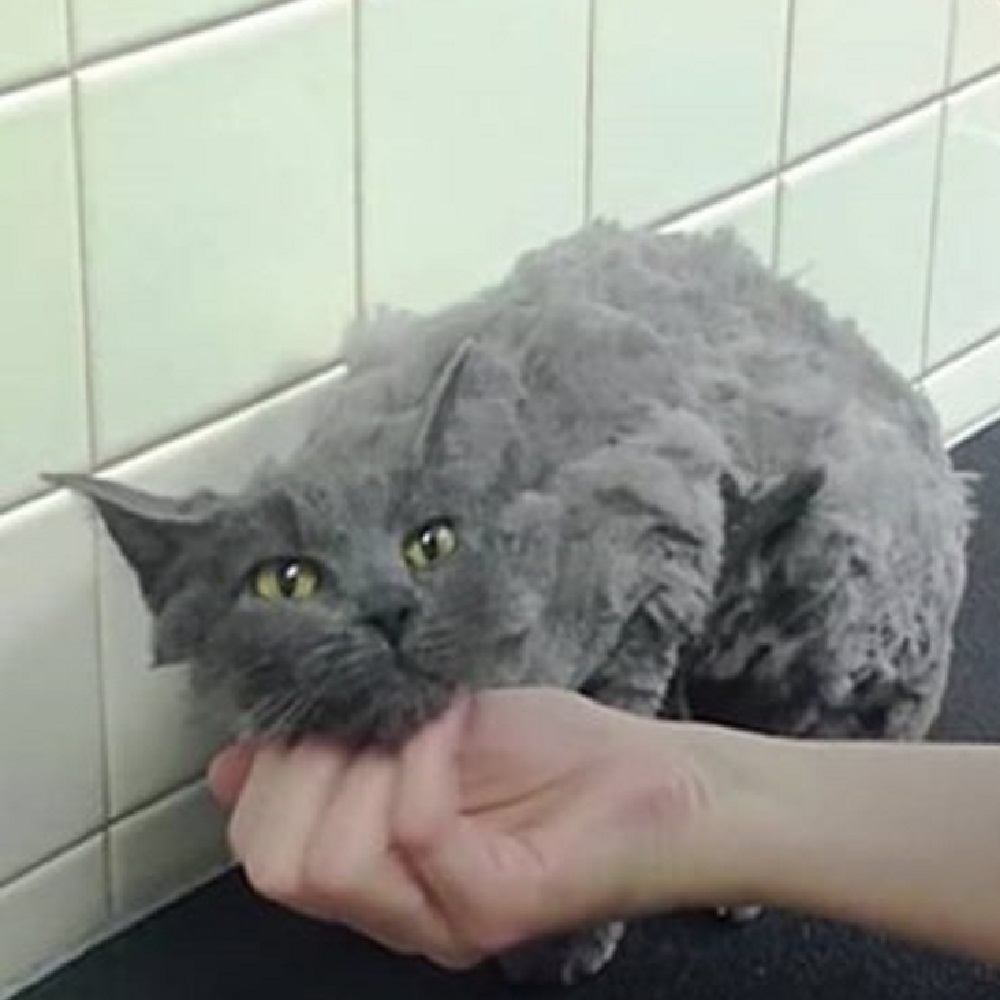 maisy gatto clinica veterinaria