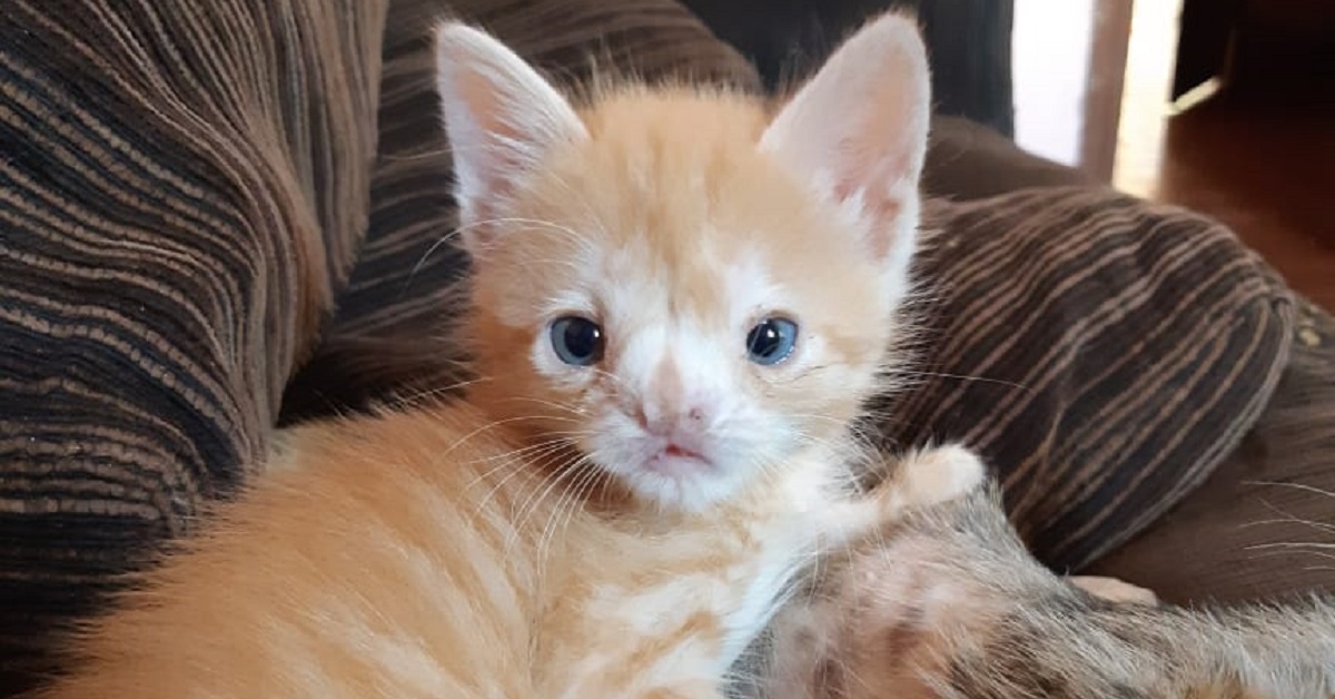 Mavis, il gattino con un difetto al naso adesso è una star di Instagram (VIDEO)