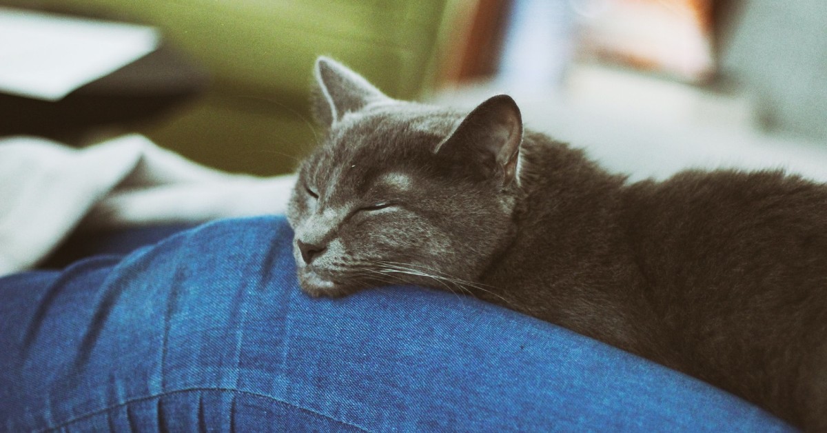 Perché i gatti dormono su di noi? I dolci motivi e ciò che vogliono dirci