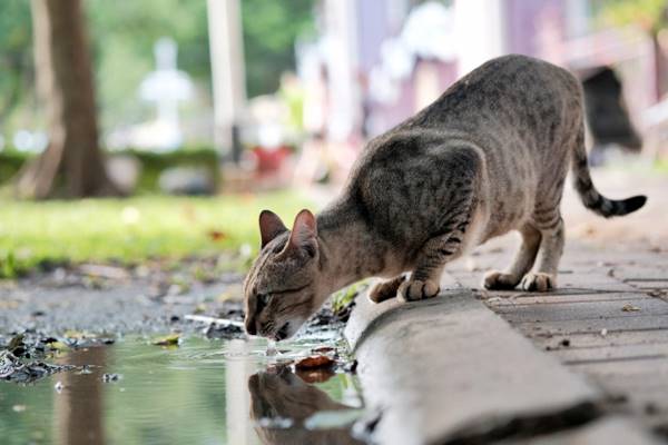 gatto randagio che beve l'acqua delle pozzanghere