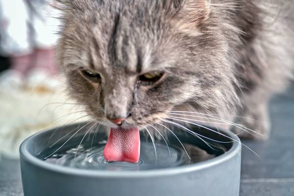 Perché i gatti bevono l'acqua sporca e come farli smettere