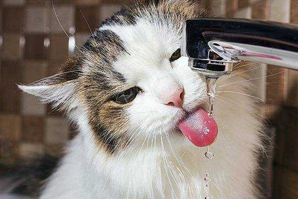 gatto che beve dal rubinetto