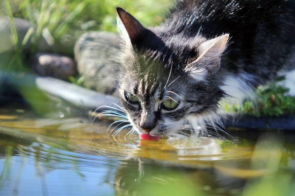 ai gatti piace l'acqua sporca
