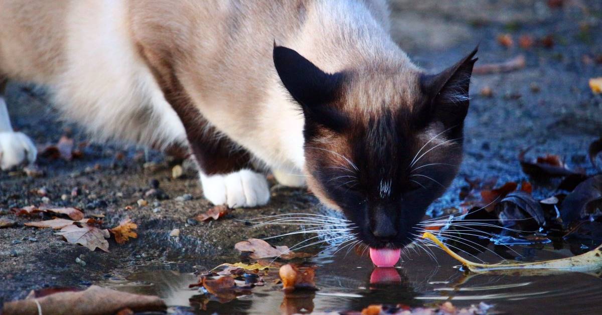 Perché i gatti bevono l’acqua sporca? Tutte le ragioni e come farli smettere