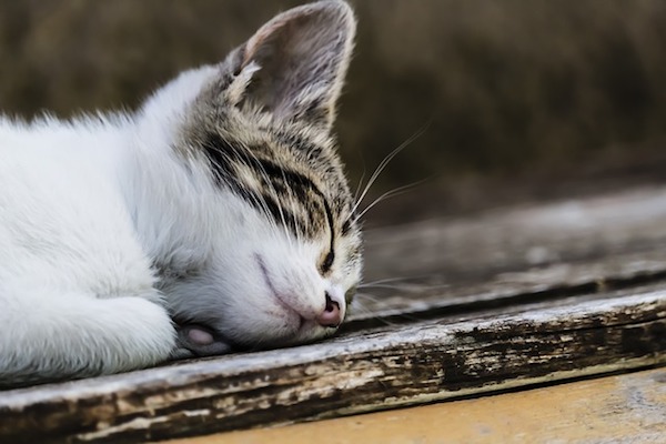 gattino che si riposa