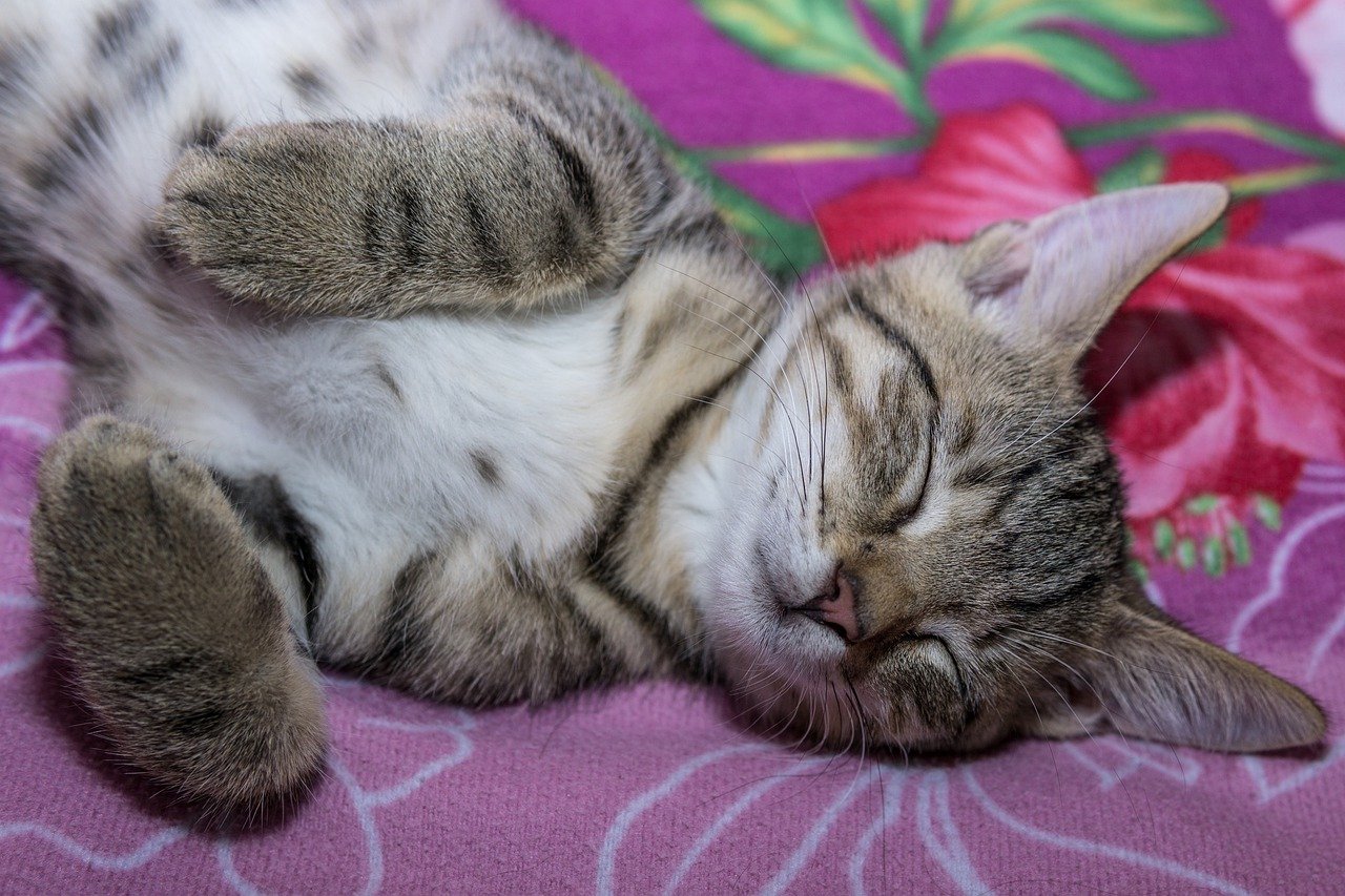 Perché i gatti dormono con la testa in su? È un problema?