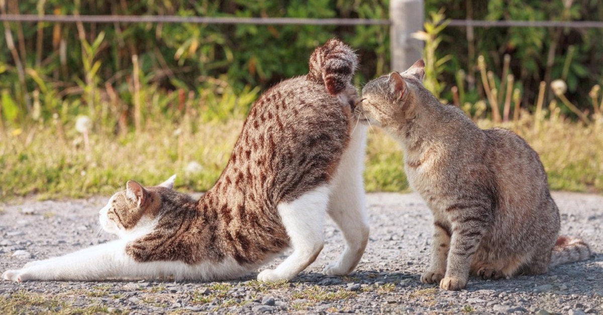 Perché i gatti annusano il sedere? Tutti i motivi di questo comportamento