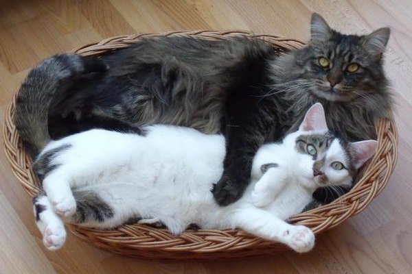 gatti nella cesta