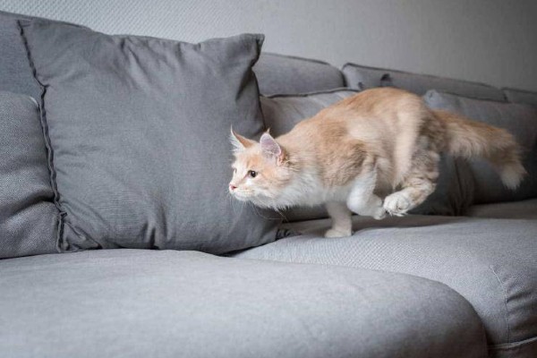 gatto sul divano