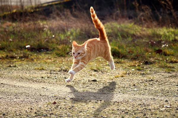 gatto che corre