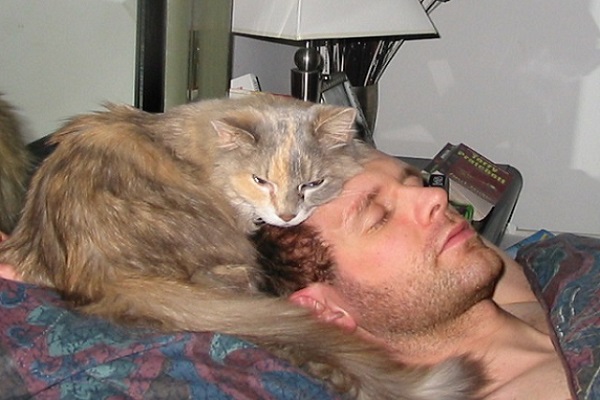 gatto poggia la testa sulla fronte di un uomo