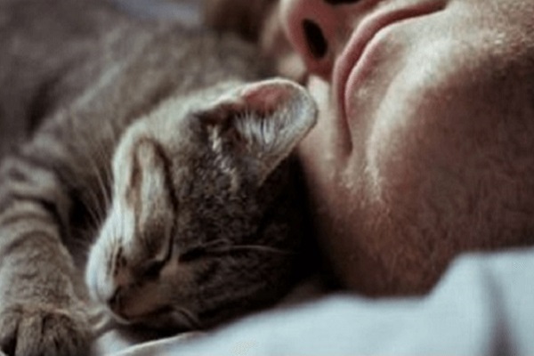 gatto dorme accanto alla testa di un uomo