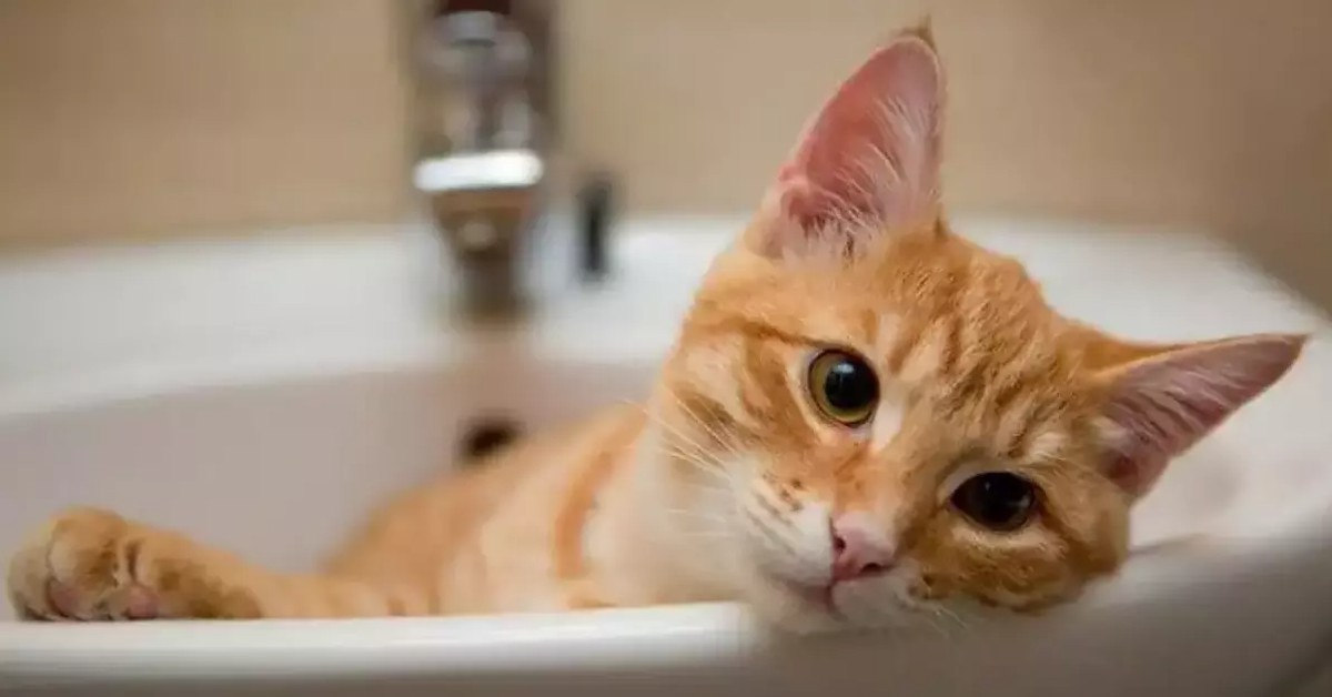 un gatto nel lavandino