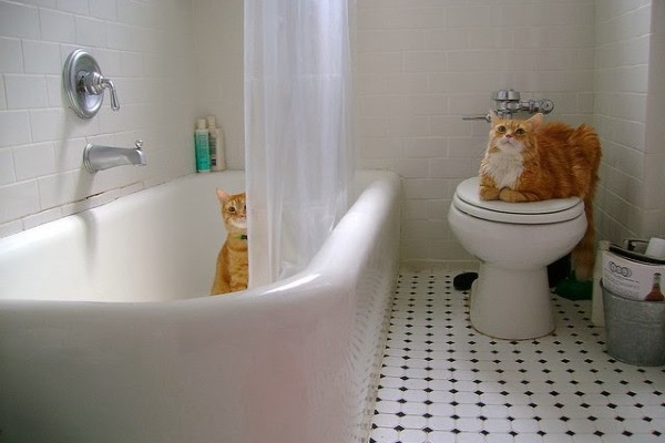 gatti nella vasca e sul wc