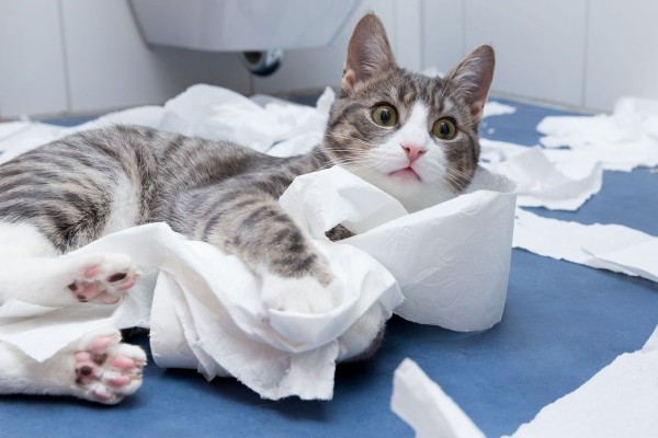 gatto gioca con la carta igienica