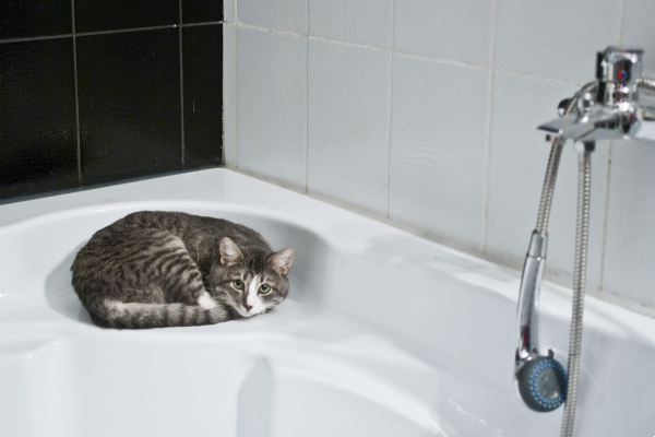 gatto nella vasca da bagno