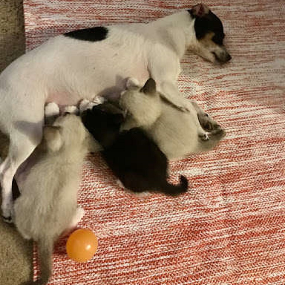 3 gattini allattati keeper