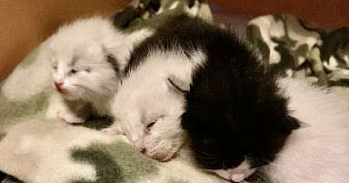 Piccoli gattini vengono allattati da mamma cane (VIDEO)