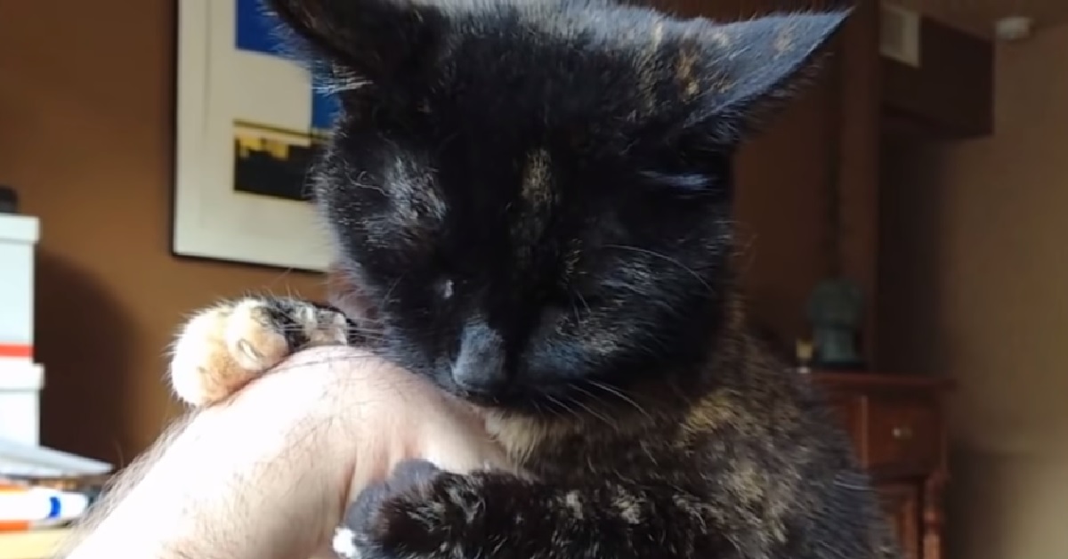 Salva un gattino e dopo 6 anni lui gli mostra ancora la sua gratitudine (VIDEO)
