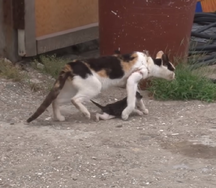 mamma gatta e piccolo rete da pesca