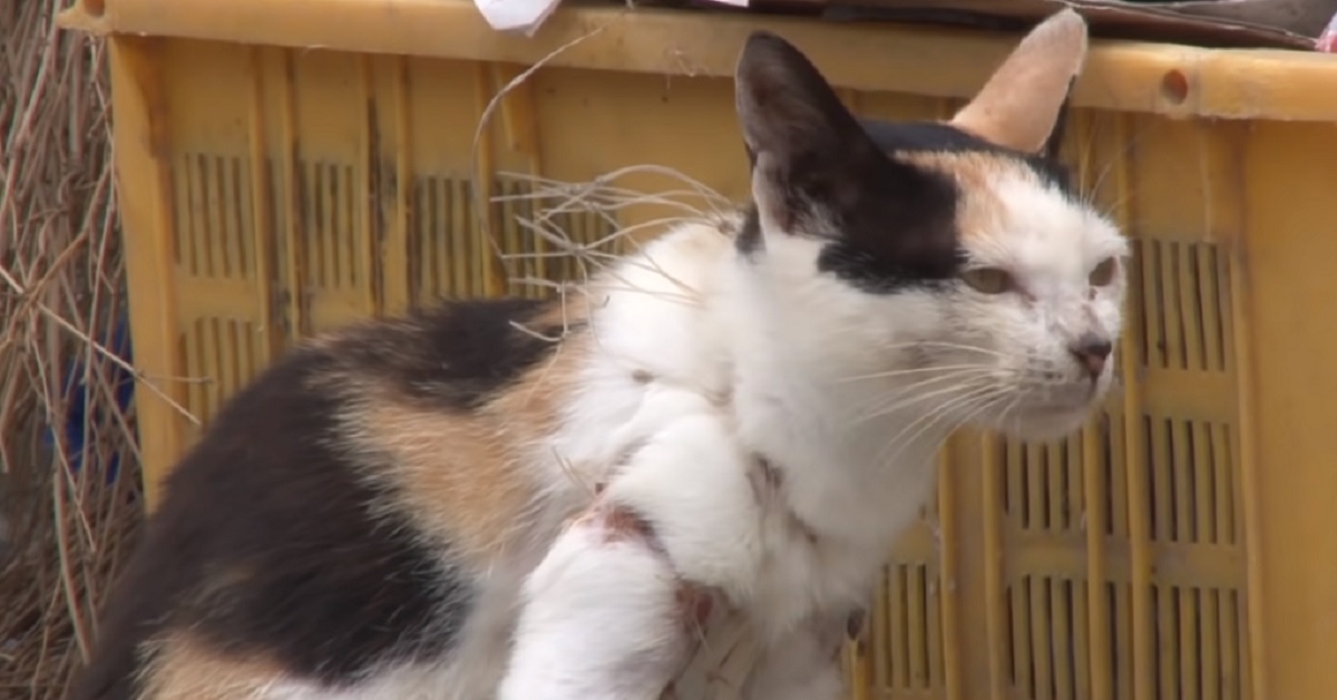 Salvataggio di una gatta rimasta intrappolata in una rete da pesca (VIDEO)