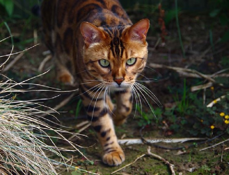 thor gatto istinto naturale