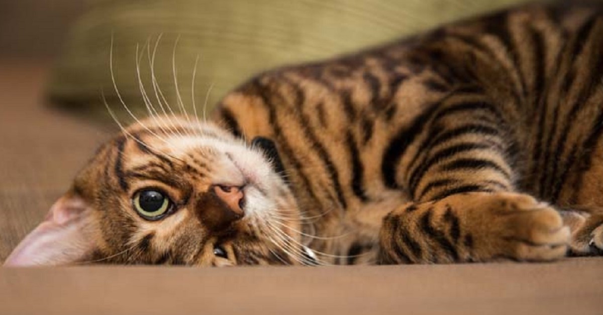 Toyger: carattere e comportamento di questo gatto speciale