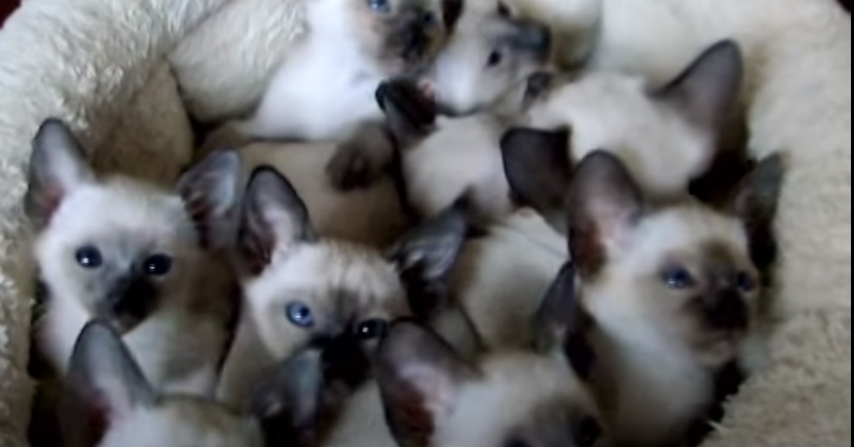 9 gattini Siamesi sono stati raccolti in una cuccia e il risultato è adorabile (video)