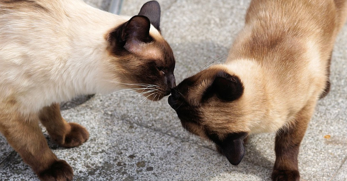 Gatti che si annusano