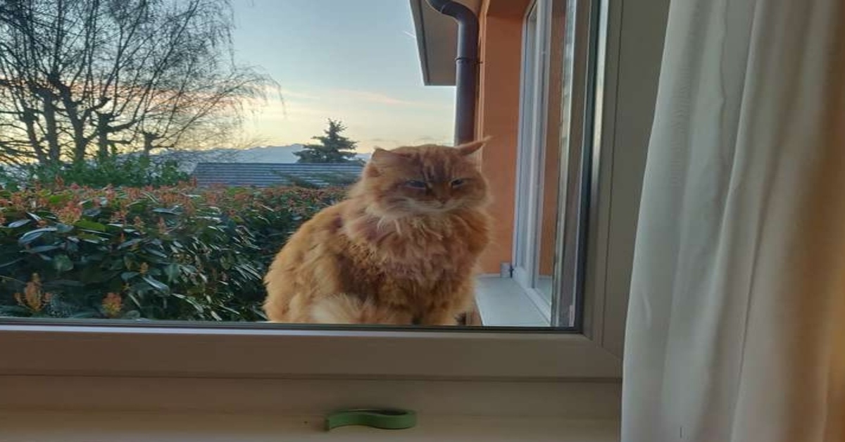 gatto alla finestra