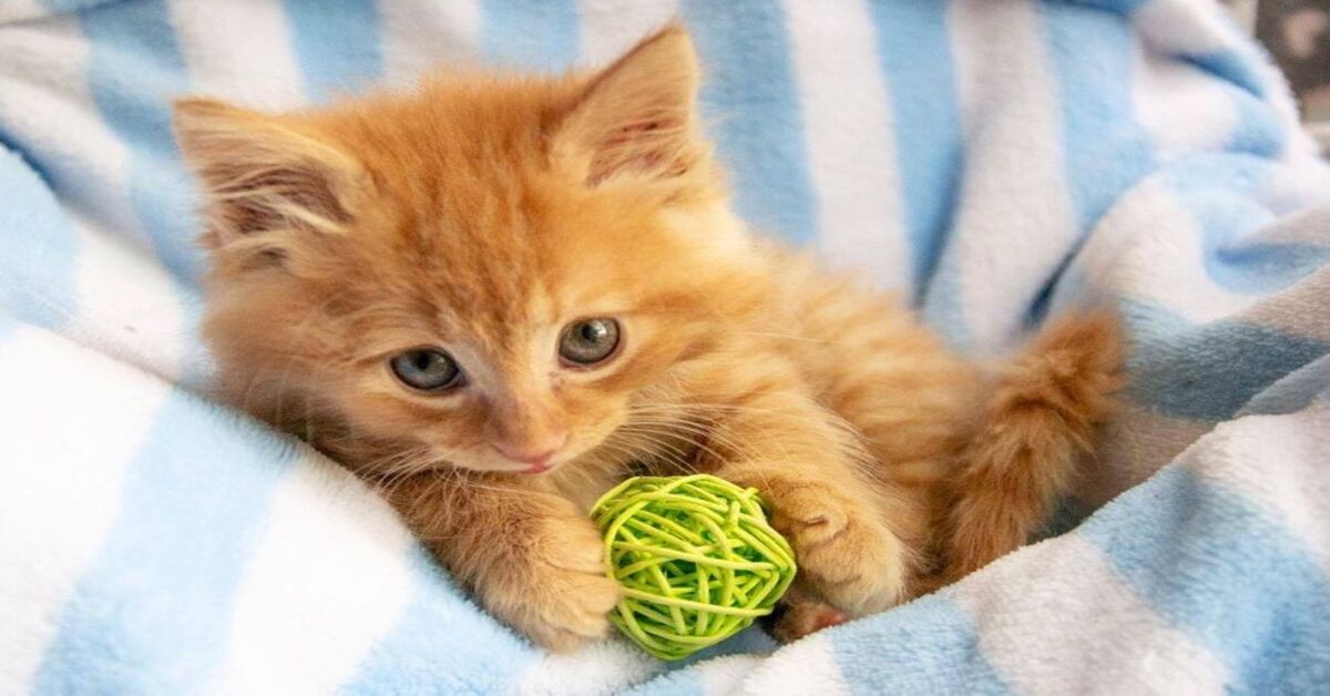 gattino con pallina